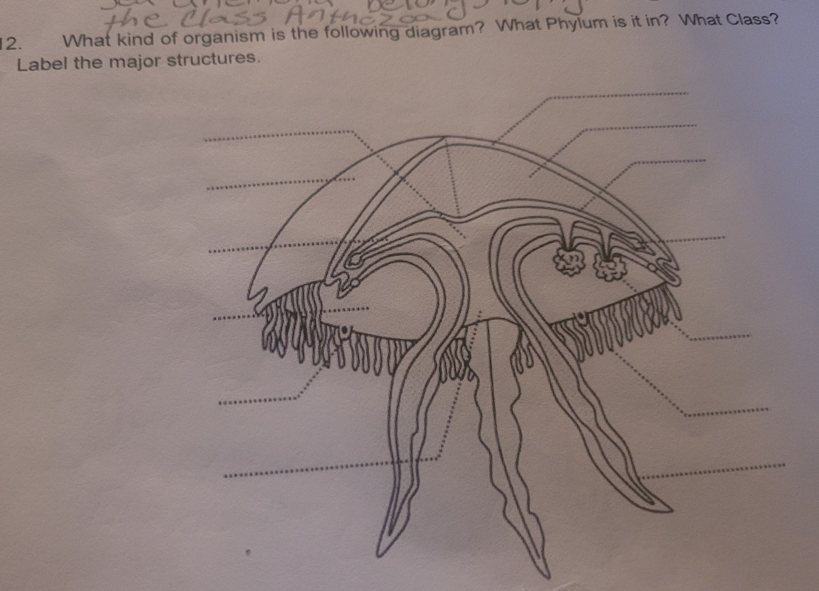 Solved What kind of organism is the following diagram? What | Chegg.com