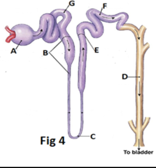 Solved 1. In fig above, which letters represent the areas | Chegg.com