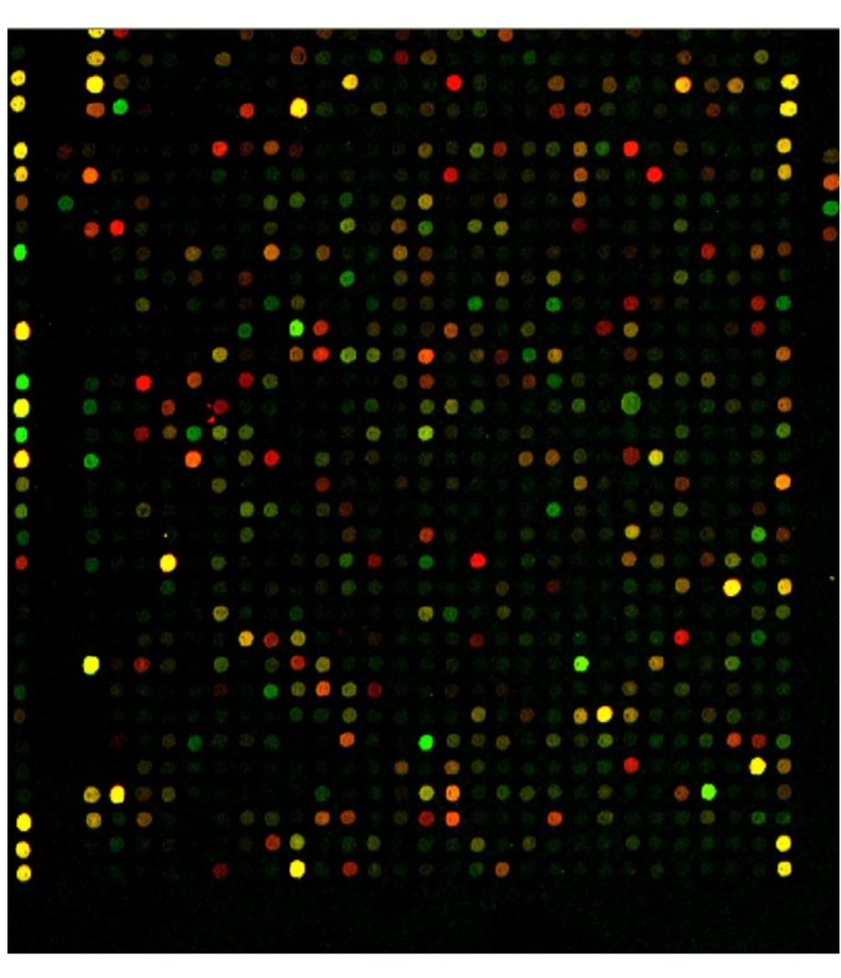 Solved The Following Figure Shows The Results From A Gene Chegg
