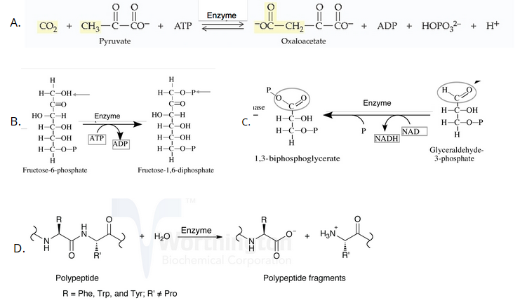 Solved Match the following enzyme catalyzed reaction with | Chegg.com