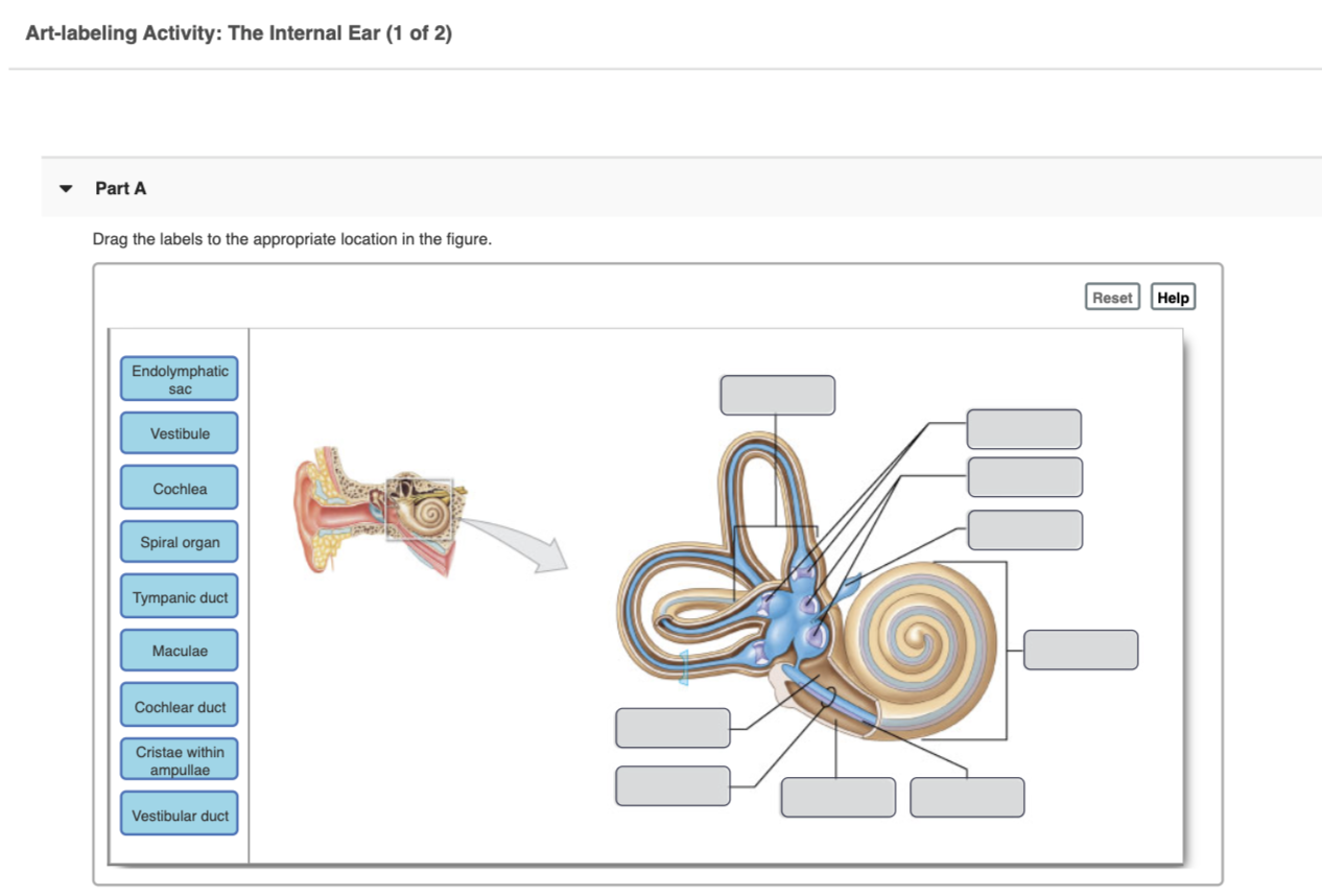 Solved Art-labeling Activity: The Internal Ear (1 of 2) Part | Chegg.com