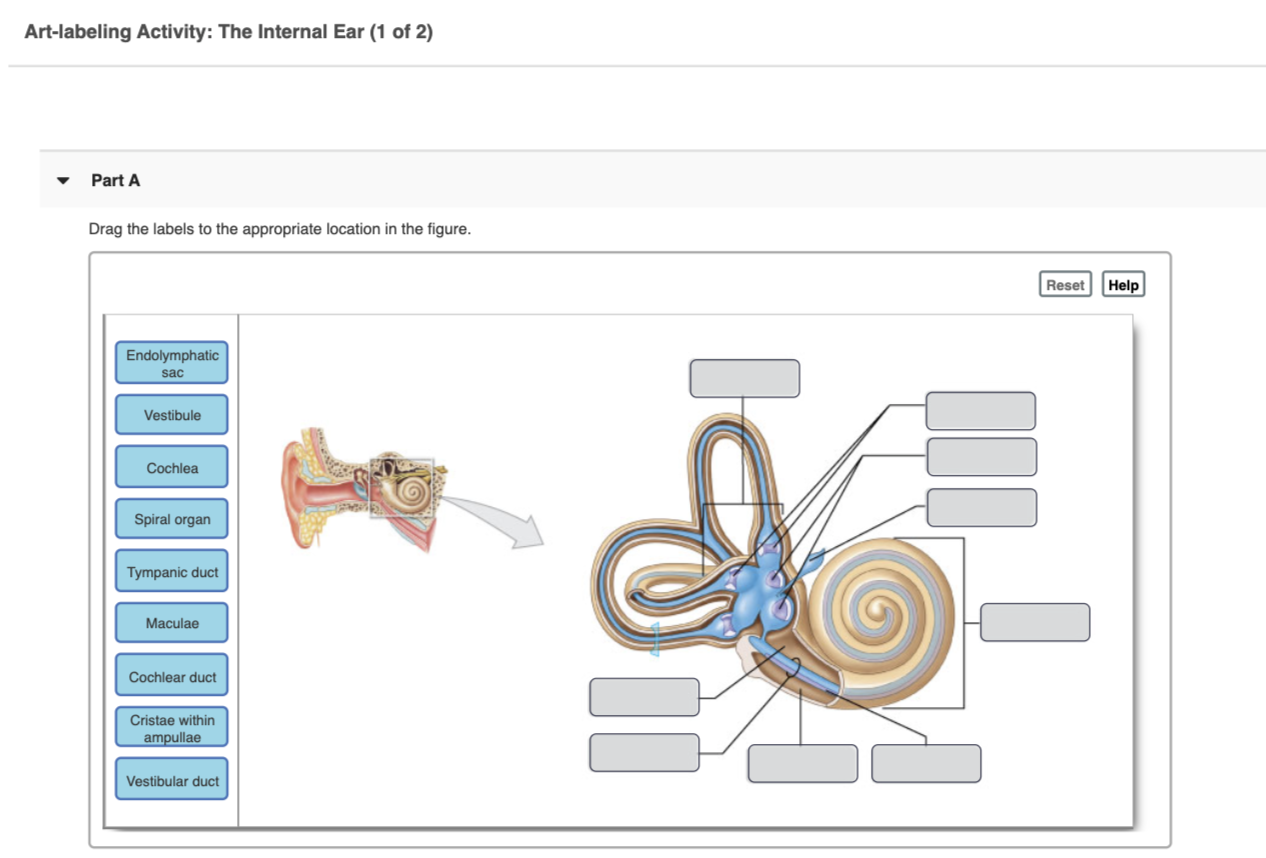 Solved Artlabeling Activity The Internal Ear (1 of 2) Part