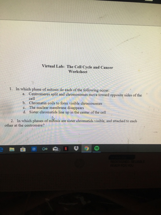 solved-virtual-lab-the-cell-cycle-and-cancer-worksheet-in-chegg