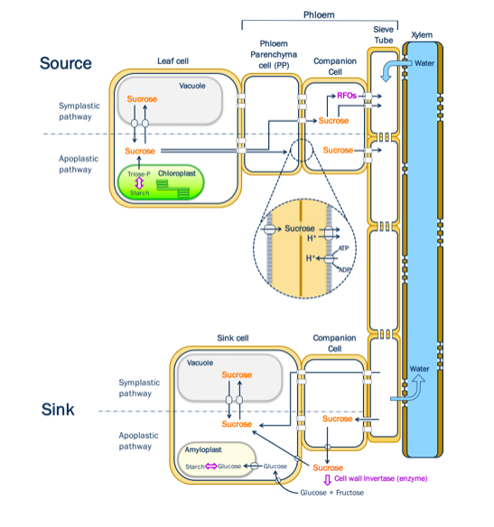 Solved The polymer-trapping symplastic pathway is considered | Chegg.com