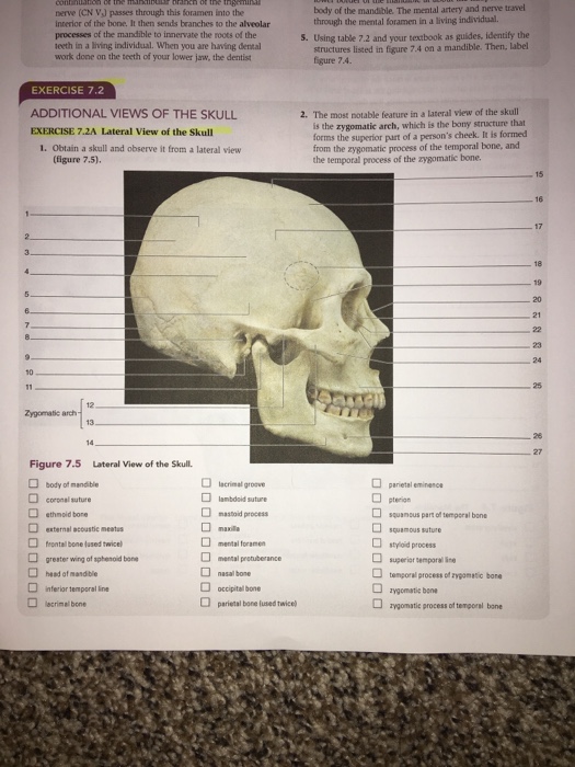 solved-body-of-the-mandible-the-mental-artery-and-nerve-chegg