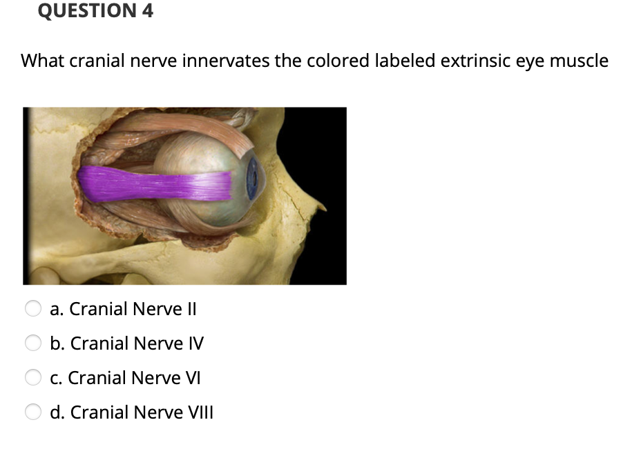solved-question-4-what-cranial-nerve-innervates-the-colored-chegg