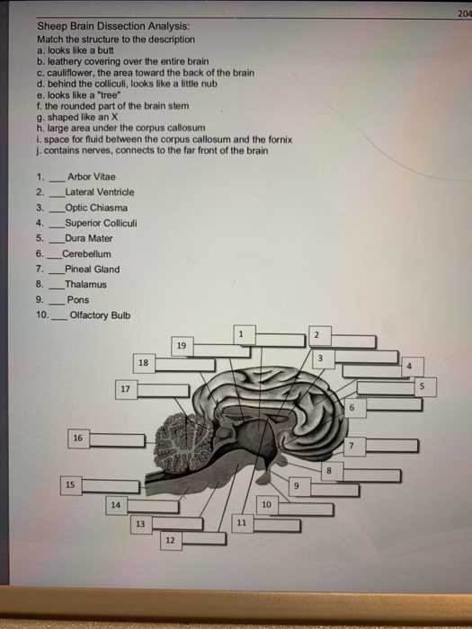 Sheep Brain Dissection Analysis Worksheet Answers Free Worksheet