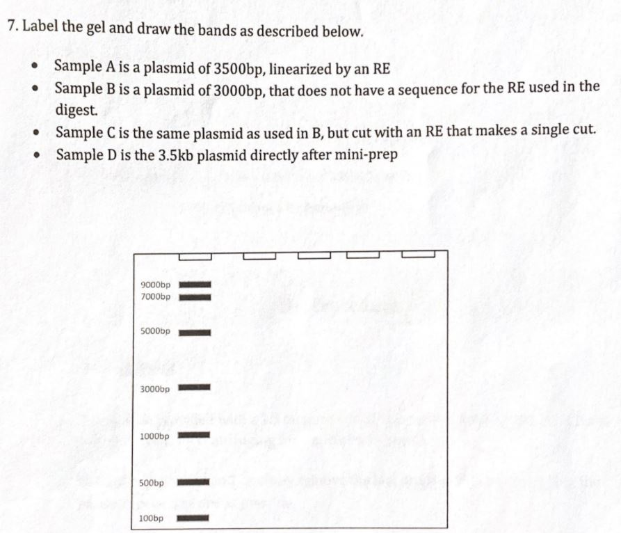 Solved Label the gel and draw the bands as described | Chegg.com