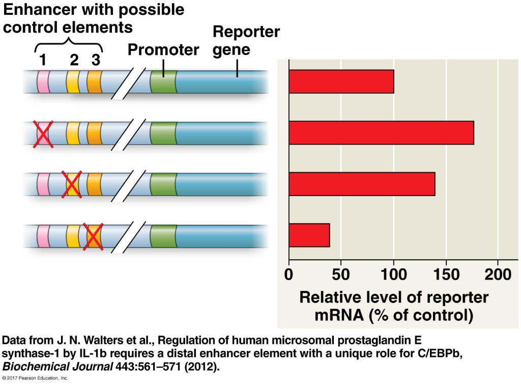 Solved The diagrams below show an intact DNA sequence (top)