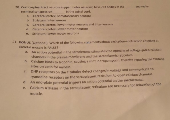 Solved and make 20. Corticospinal tract neurons (upper motor | Chegg.com