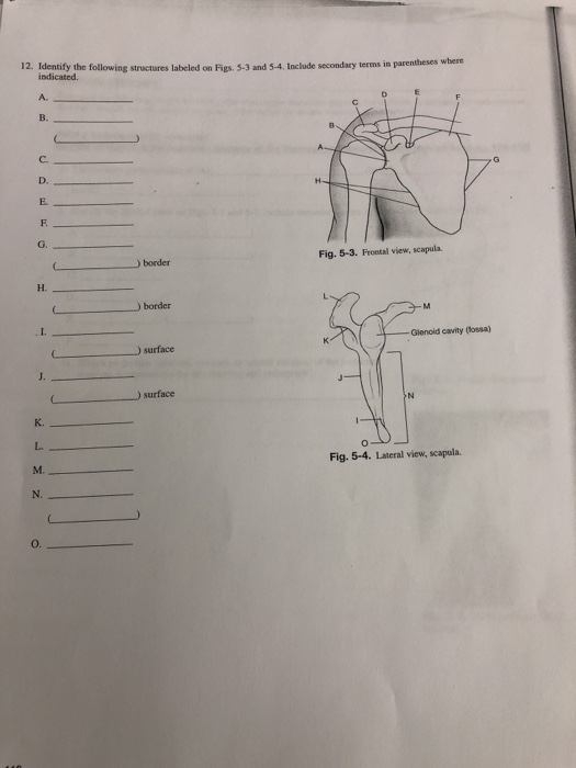 Solved 12. Identify the following structures labeled on | Chegg.com