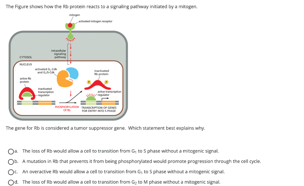 Solved The Figure shows how the Rb protein reacts to a Biology Diagrams