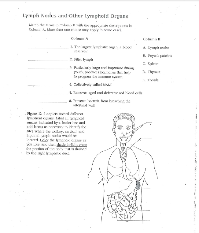 Solved Lymph Nodes and Other Lymphoid Organs Match the terms | Chegg.com