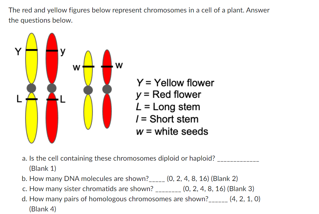 The red and yellow figures below represent chromosomes in a cell of a plant. Answer the questions below.
\( Y= \) Yellow flow