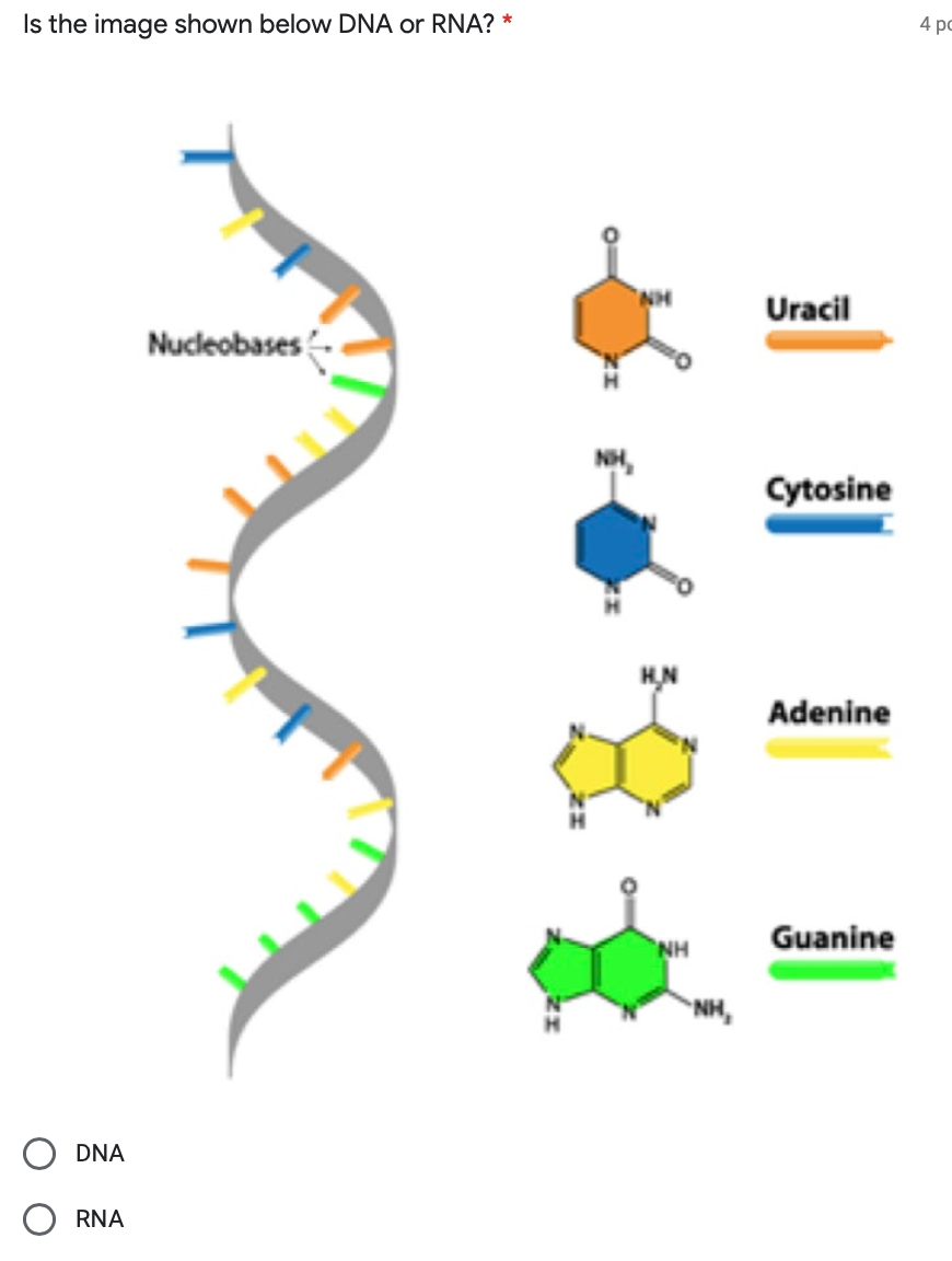 Рнк аденин тимин. РНК аденин урацил гуанин. ДНК И РНК аденин Тимин гуанин цитозин урацил. Урацил гуанин цитозин. Аденин гуанин цитозин.