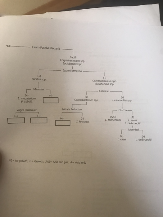 Solved Complete the diagnostic keys investigate | Chegg.com