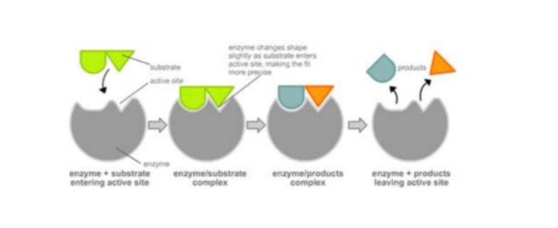 solved-in-the-figure-above-if-the-substrate-green-chegg