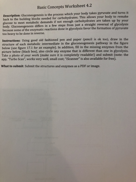 Solved: Basic Concepts Worksheet 4.2 Description: Gluconeo... | Chegg.com