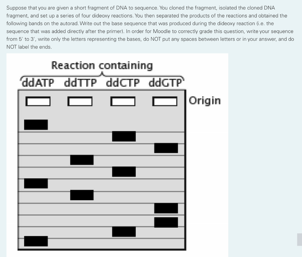 Solved Suppose that you are given a short fragment of DNA to | Chegg.com