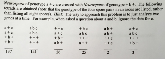 Solved Neurospora Of Genotype A C Are Crossed With | Chegg.com