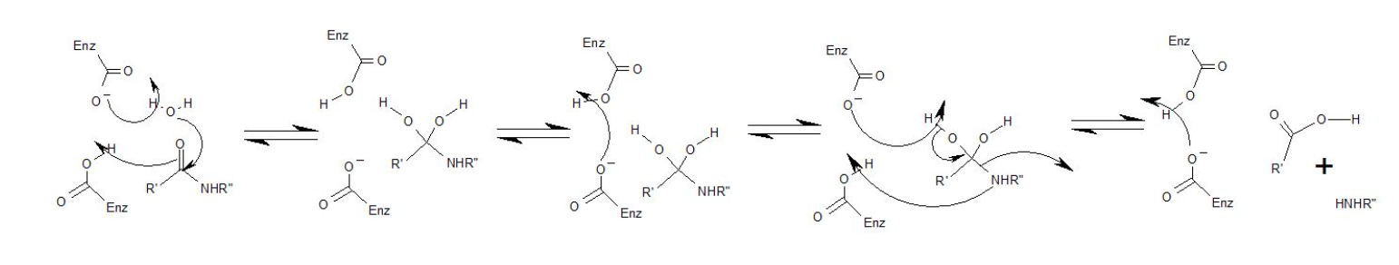 Solved In the following mechanism, an enzyme active site is | Chegg.com