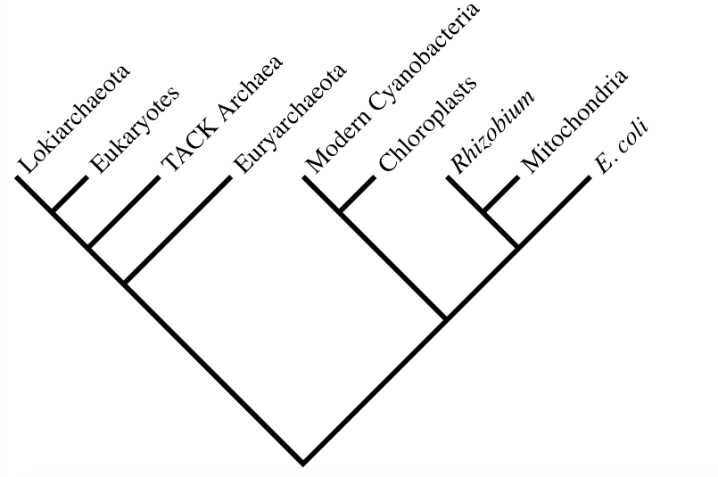 Solved Combine, into one tree, the phylogeny given in class | Chegg.com