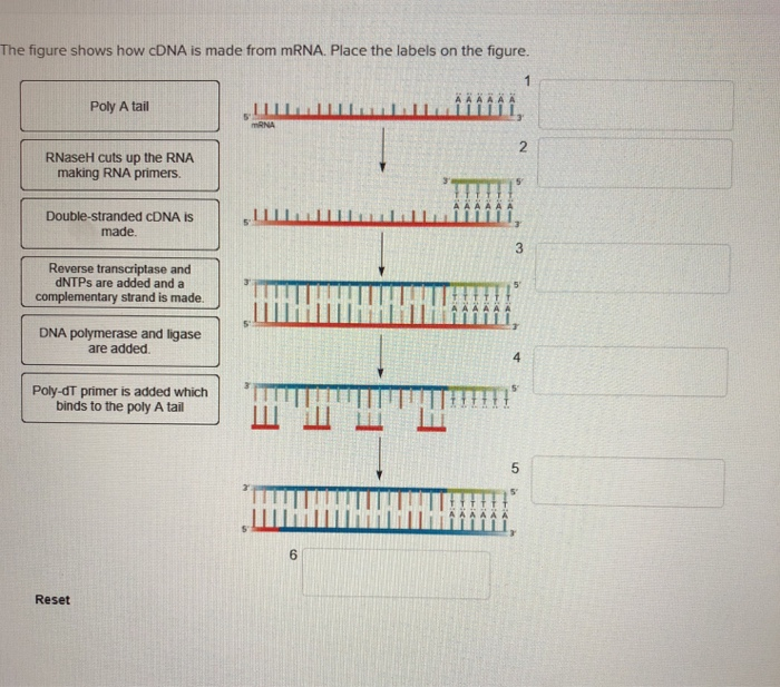 Solved The figure shows how cDNA is made from mRNA. Place