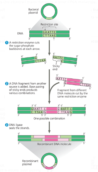 Solved Gene cloning is used to make many copies of a gene | Chegg.com