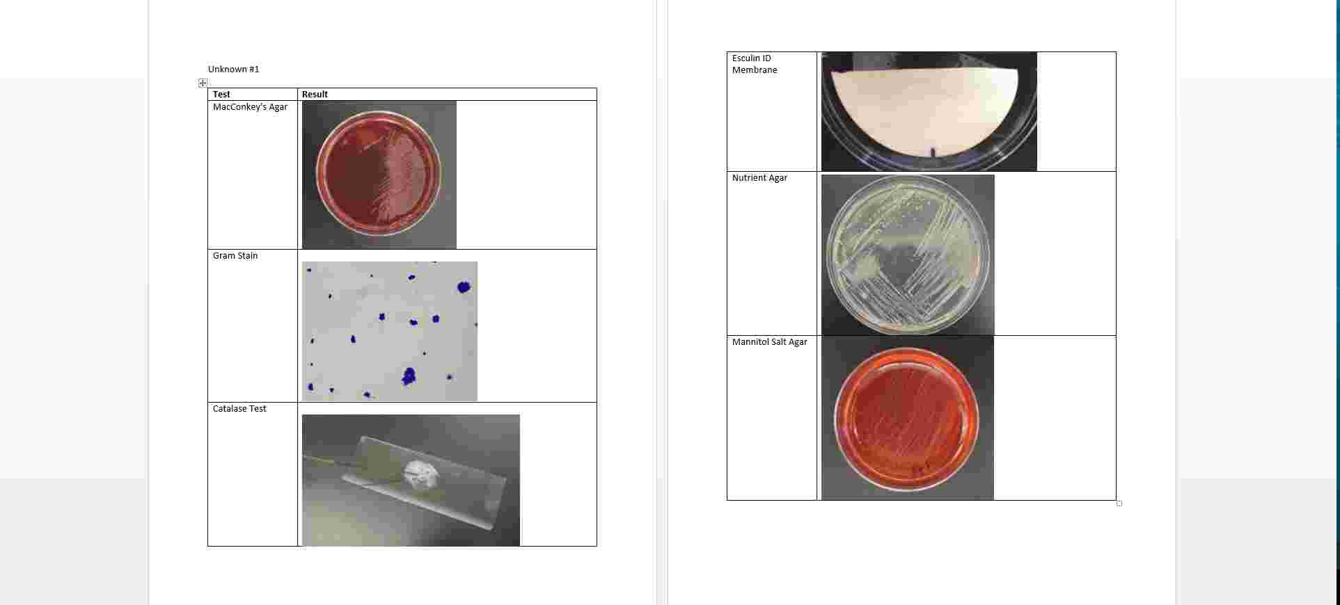 Solved Please help me complete a lab report with the | Chegg.com