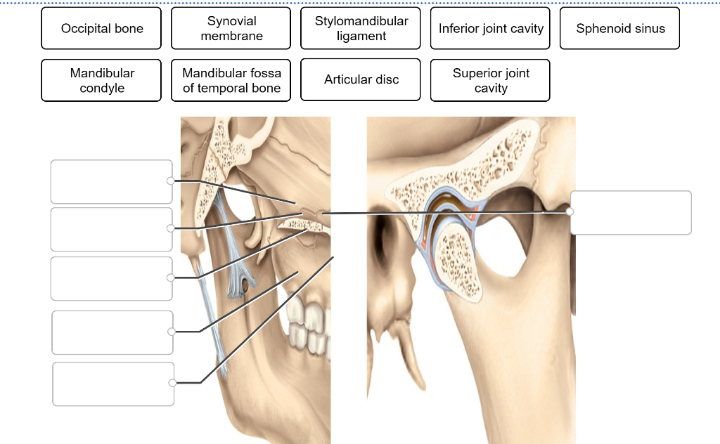 superior synovial cavity
