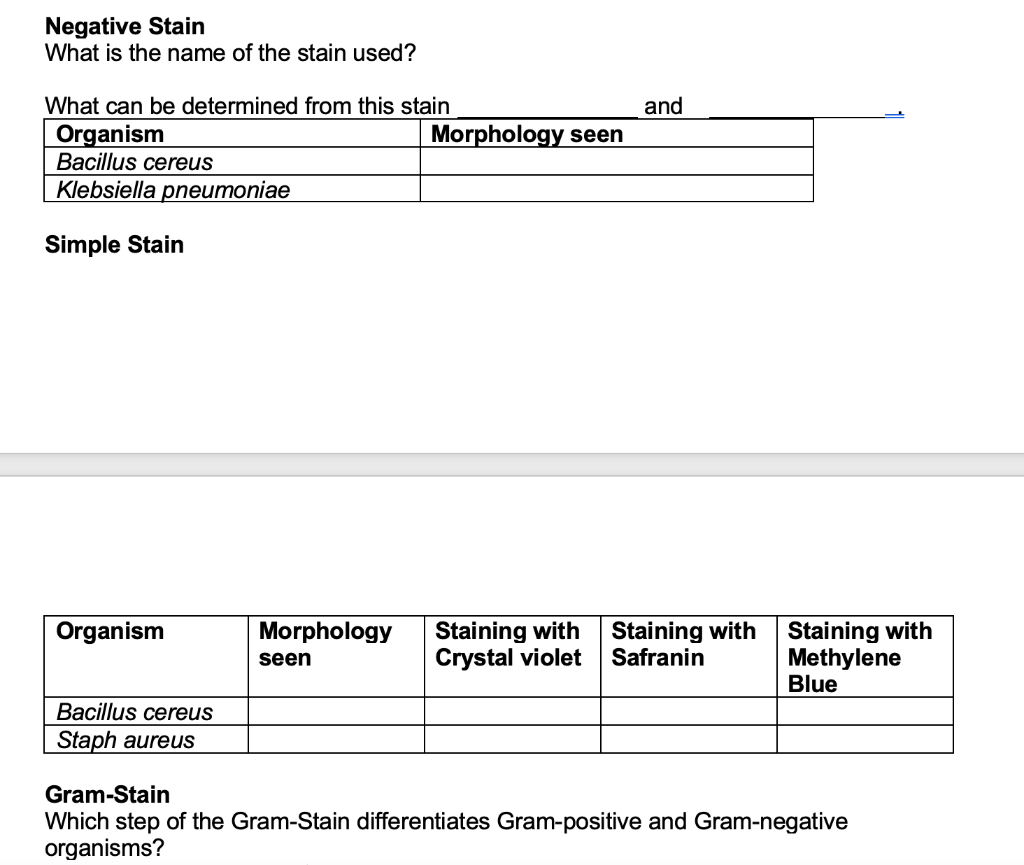 Bacillus Cereus Simple Stain