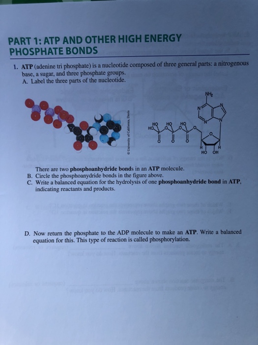 Solved PART 1: ATP AND OTHER HIGH ENERGY PHOSPHATE BONDS 1. | Chegg.com