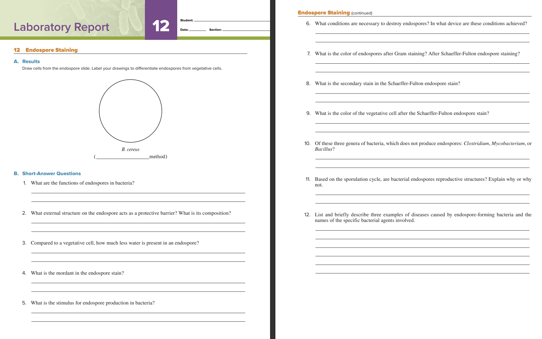 Laboratory Report 12 Student Endospore Staining