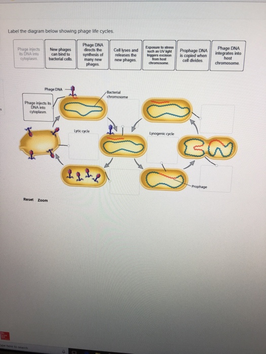 Label The Diagram Below Human Body Anatomy