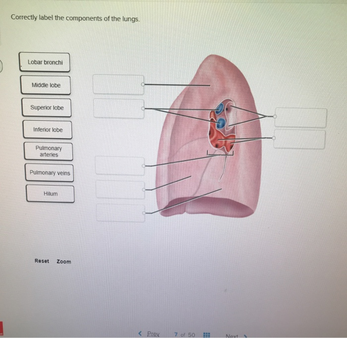 Solved Correctly label the components of the lungs. Lobar | Chegg.com