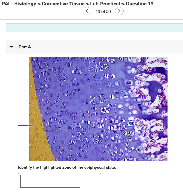 Solved PAL Histology > Connective Tissue > Lab Practical >