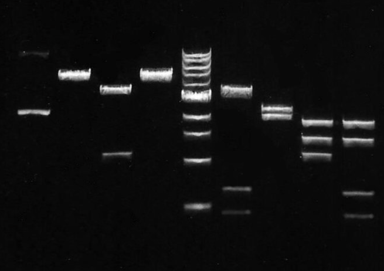 Solved total 4500 is bp draw plasmid restriction map and