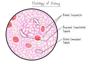 renal corpuscle histology labeled
