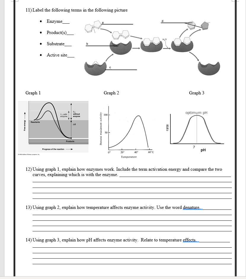 enzyme-worksheet-pdf-free-download-goodimg-co