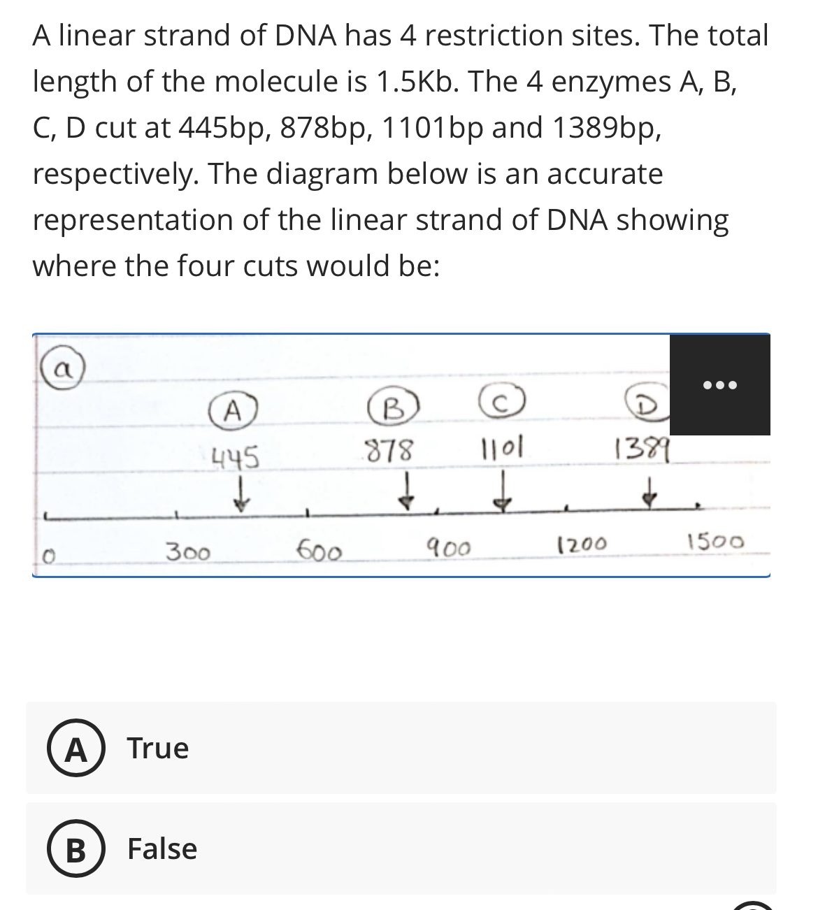 Solved A linear strand of DNA has 4 ﻿restriction sites. The | Chegg.com