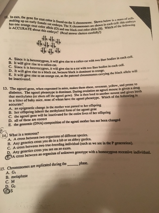 Solved In cats, the gene for cool color is found on the X