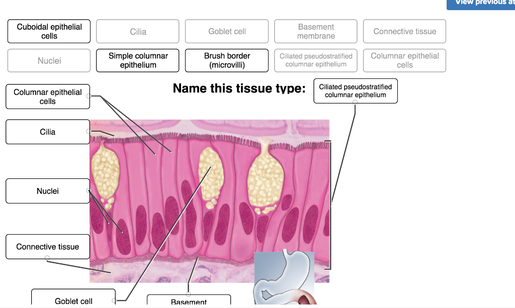 Simple Columnar Epithelium Labeled Diagram