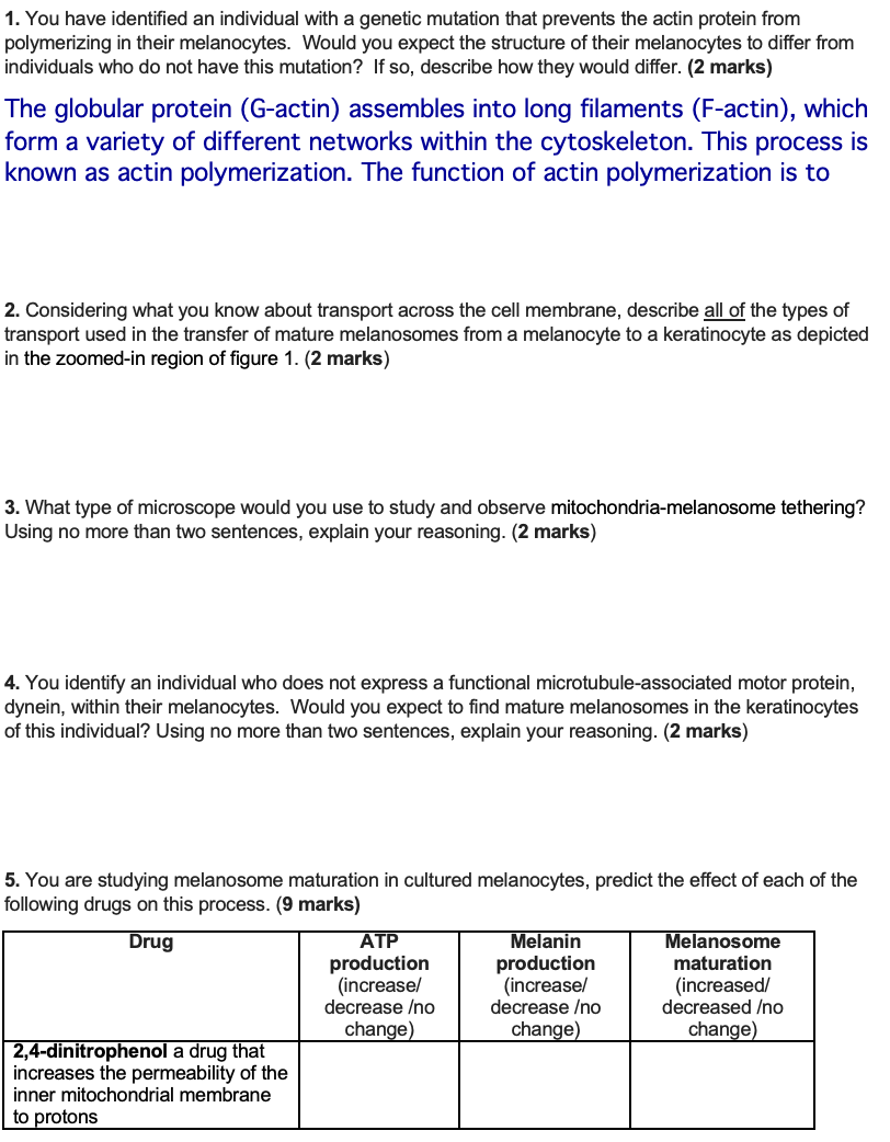 Solved Melanocytes Are A Specialized Cell Type That Gives Chegg Com