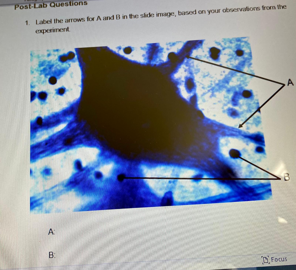 Solved Experiment 1 Observations of the Nervous