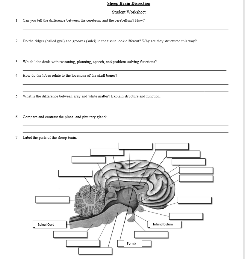 [Solved]: Sheep Brain Dissection Student Worksheet 1. Can y