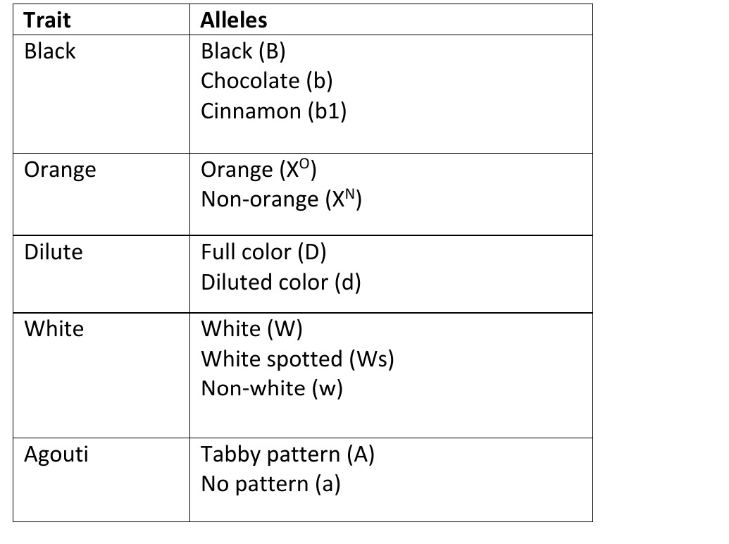 Solved \begin{tabular}{|l|l|} \hline Trait & Alleles \\ | Chegg.com