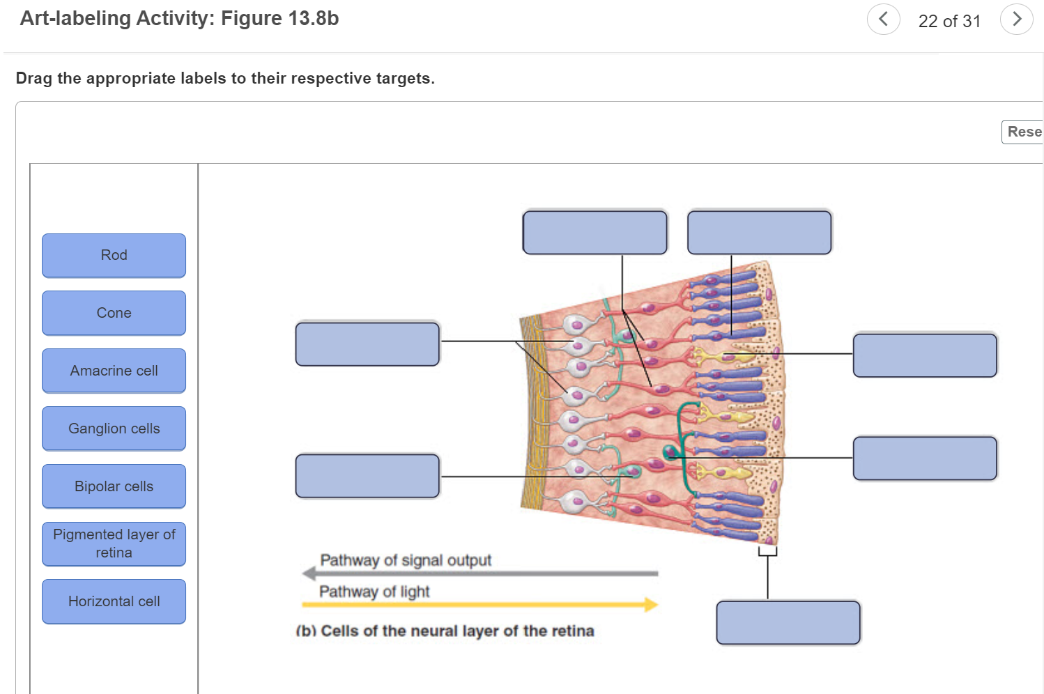 Solved Artlabeling Activity Figure 13.21b (2 of 2) Drag