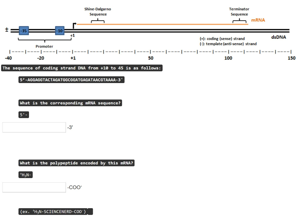 Solved ShineDalgarno Terminator Sequence mRNA 35 10 dsDNA