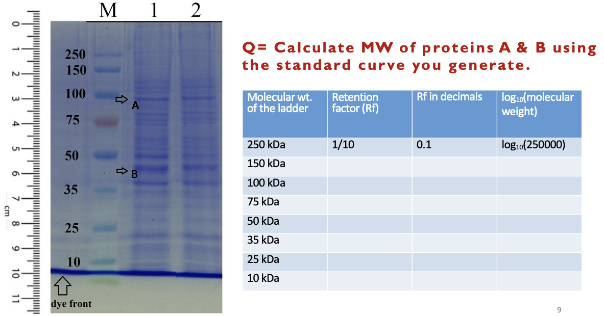Solved Q= Calculate MW of proteins A \& B using the standard