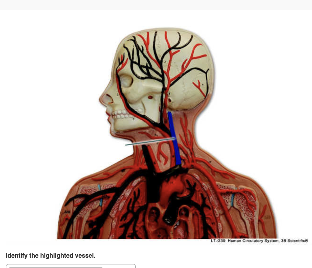 Identify the highlighted vessel.
19
LT-G30 Human Circulatory System, 3B Scientific@